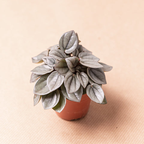 hamiplant Peperomia Milano bambino