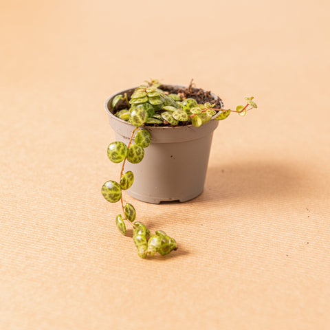 hamiplant Peperomia prostrata baby 6 cm