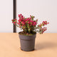 hamiplant Pernettya 12cm