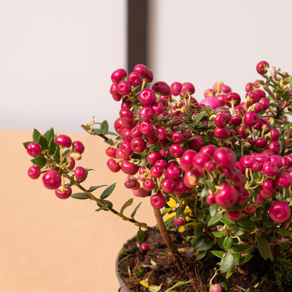Pernettya – Simegarden