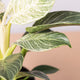 hamiplant Philodendron birkin 14 cm