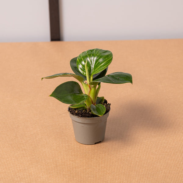 philodendron birkin baby Philodendron birkin baby – Simegarden
