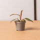 hamiplant Philodendron pink princess baby 6cm