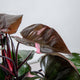 hamiplant Philodendron pink princess Grande 19cm