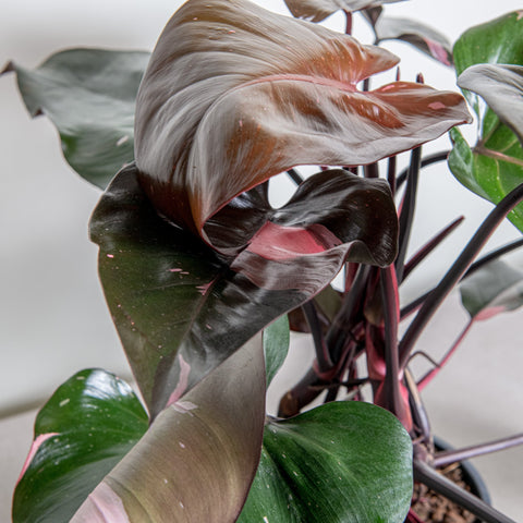 hamiplant Philodendron pink princess Grande 19cm