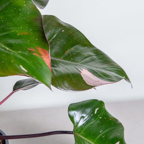 hamiplant Philodendron pink princess Grande 19cm