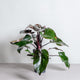 hamiplant Philodendron pink princess Grande 19cm