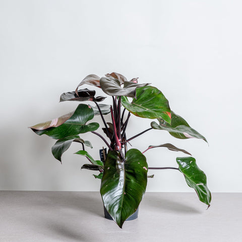 hamiplant Philodendron pink princess Grande 19cm