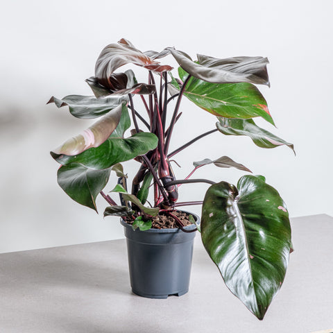 hamiplant Philodendron pink princess Grande 19cm