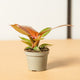 hamiplant Philodendron red sun 6cm