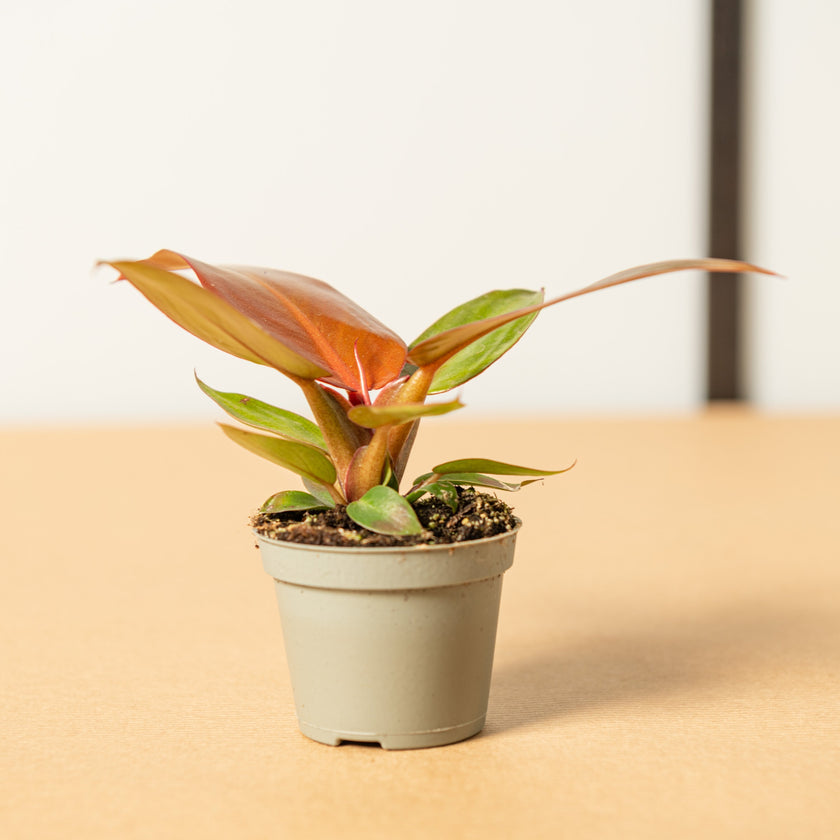 Philodendron red sun, filodendro, pianta da interno – Simegarden