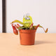 hamiplant Pianta carnivora Nepenthes bloody mary 8.5cm