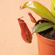hamiplant Pianta carnivora Nepenthes bloody mary 8.5cm