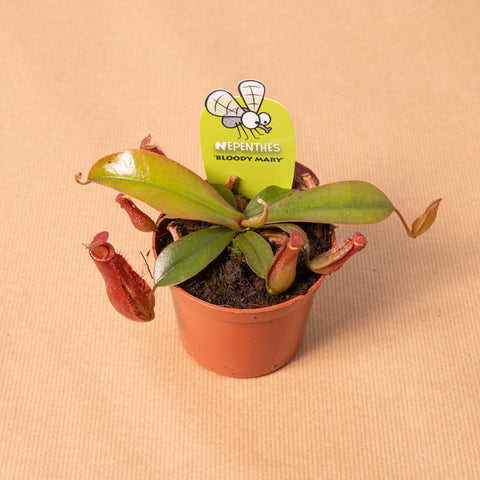 hamiplant Pianta carnivora Nepenthes bloody mary 8.5cm