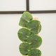 hamiplant Rhaphidophora korthalsii