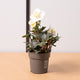 hamiplant Rosa di Natale 12cm