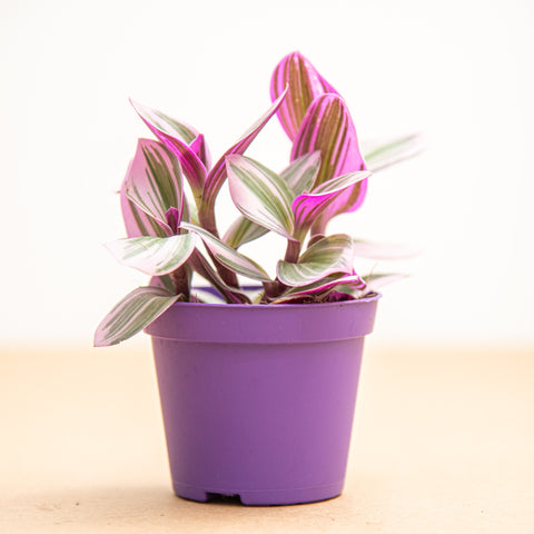 hamiplant Tradescantia nanouk 10 cm