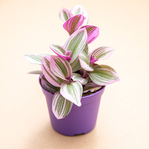 hamiplant Tradescantia nanouk 10 cm