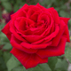 Meilland Rosa Botero meilland