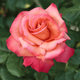 Meilland Rosa Cristoforo Colombo Meironsse