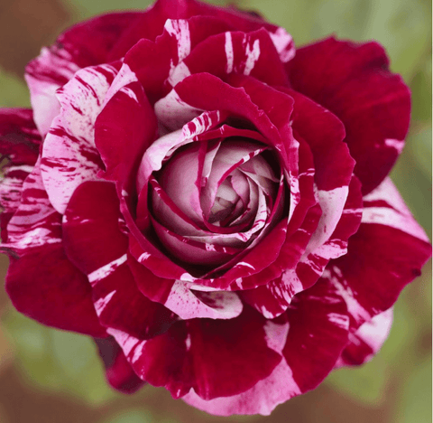 Meilland Rosa Julio Iglesias