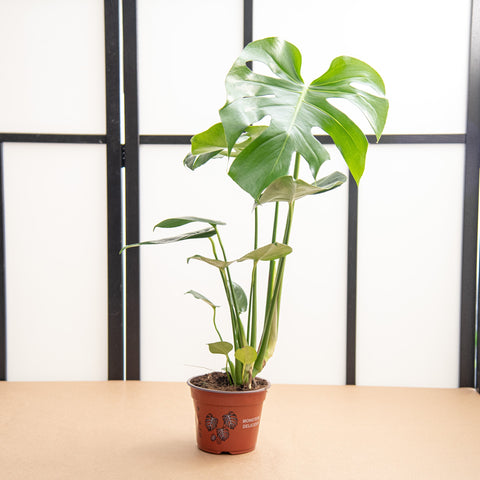 Sime garden Monstera deliciosa 14cm x 30+cm