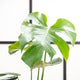 Sime garden Monstera deliciosa 14cm x 30+cm