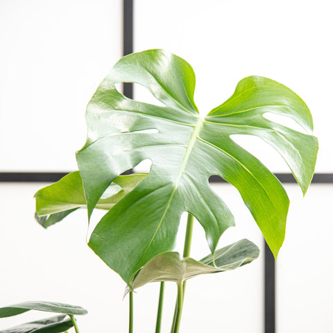 Sime garden Monstera deliciosa 14cm x 30+cm