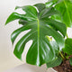 Sime garden Monstera deliciosa grande 24 cm
