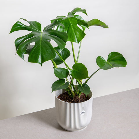 Sime garden Monstera deliciosa grande 24 cm