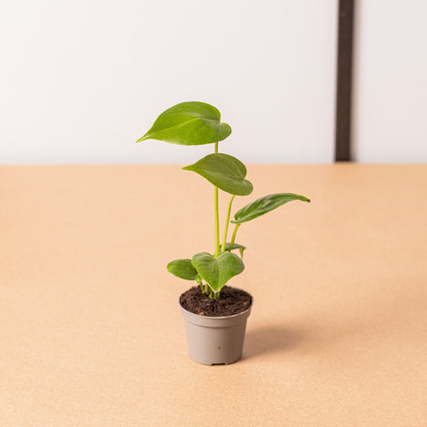 Sime garden Monstera deliciosa piccola