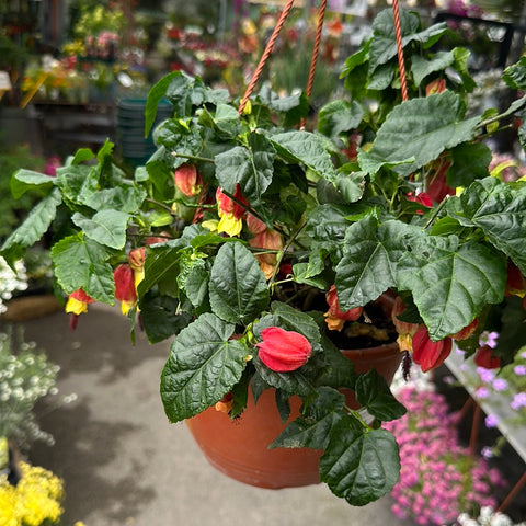 Simegarden Abutilon megapotamicum 22 cm