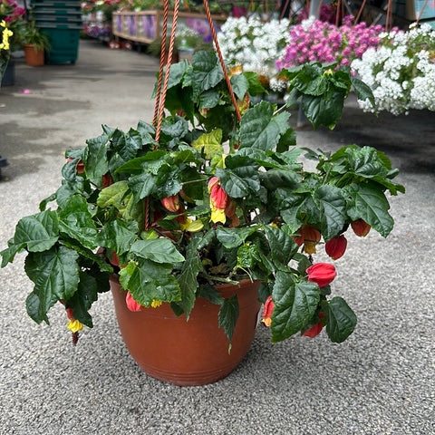 Simegarden Abutilon megapotamicum 22 cm