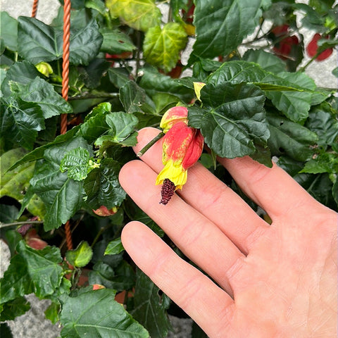 Simegarden Abutilon megapotamicum 22 cm