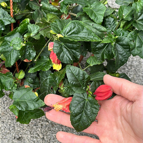 Simegarden Abutilon megapotamicum 22 cm