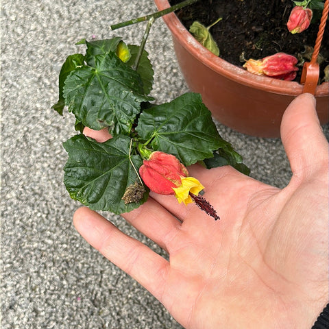 Simegarden Abutilon megapotamicum 22 cm