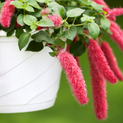 Simegarden Acalypha pendula