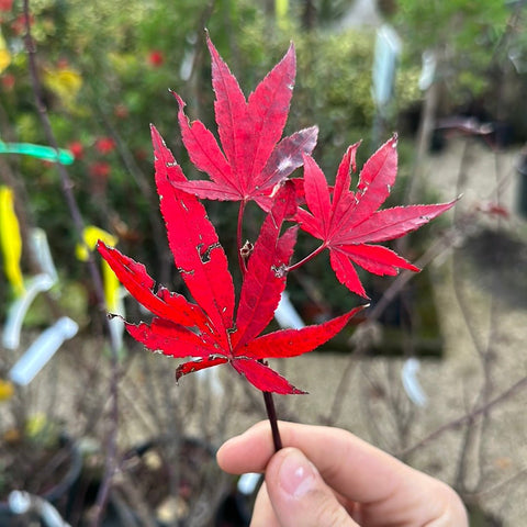 Pianta Acero rosso giapponese – Simegarden
