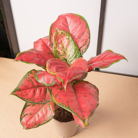 Simegarden Aglaonema sun star