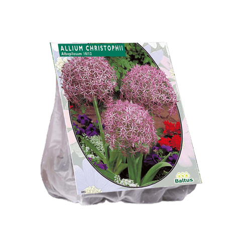 Simegarden Allium christophii 5 / Da Settembre a Dicembre