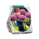 Simegarden Allium Gladiatore 3 / Da Settembre a Dicembre