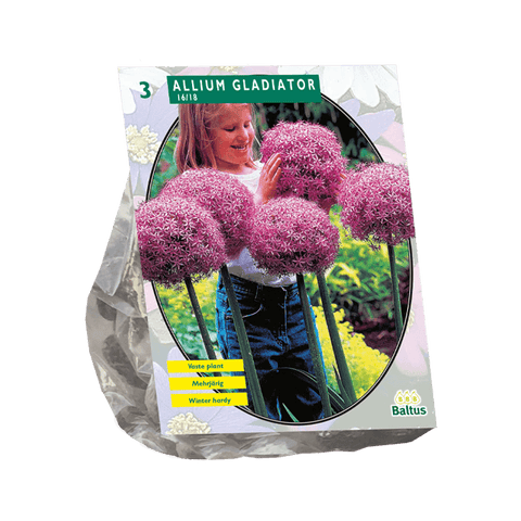 Simegarden Allium Gladiatore 3 / Da Settembre a Dicembre