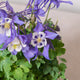 Simegarden Aquilegia viola