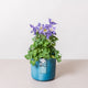 Simegarden Aquilegia viola
