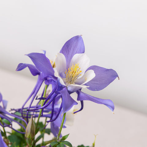 Simegarden Aquilegia viola