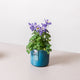 Simegarden Aquilegia viola