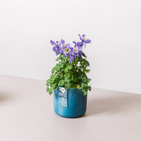 Simegarden Aquilegia viola