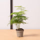 Simegarden Asparagus setaceus 5.5cm