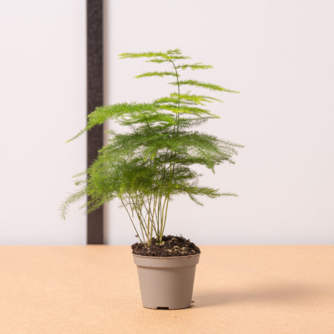 Simegarden Asparagus setaceus 5.5cm