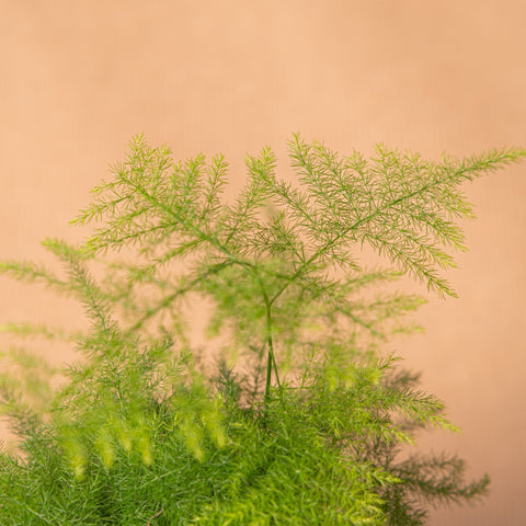 Simegarden Asparagus setaceus 5.5cm